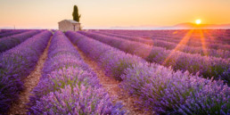 lavanda erboristeria armonia